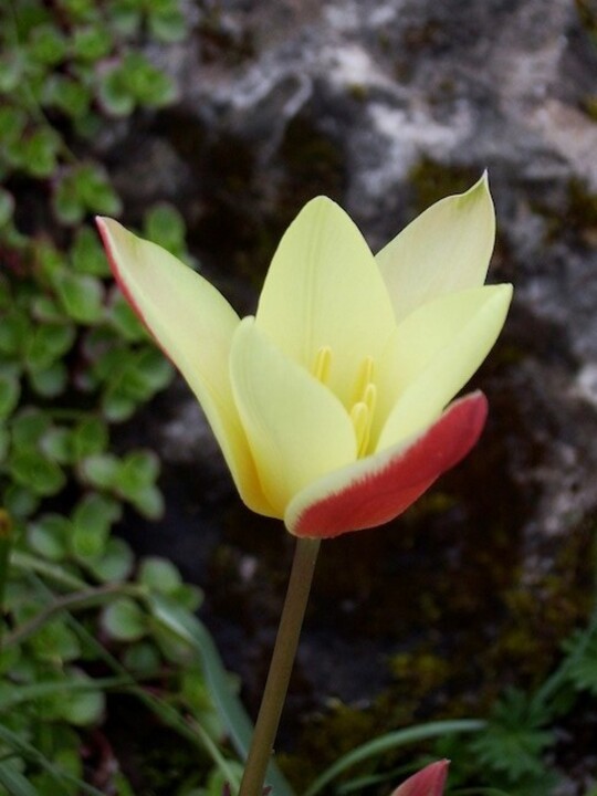 Tulipa clusiana 'Cynthia' (5xDB)