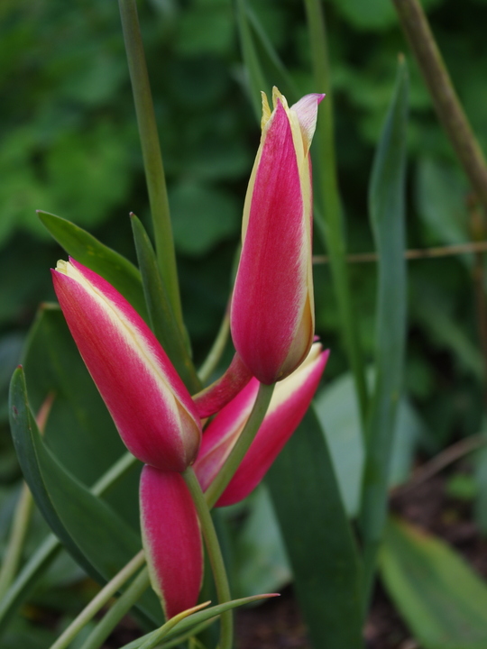 Tulipa clusiana (5xDB)