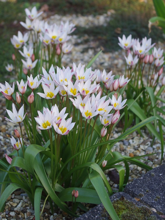 Tulipa cretica 'Hilde'