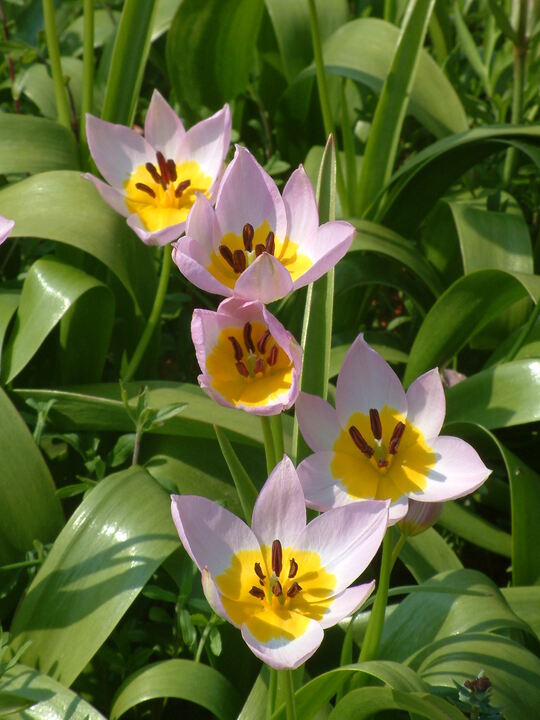 Tulipa saxatilis (5xDB)