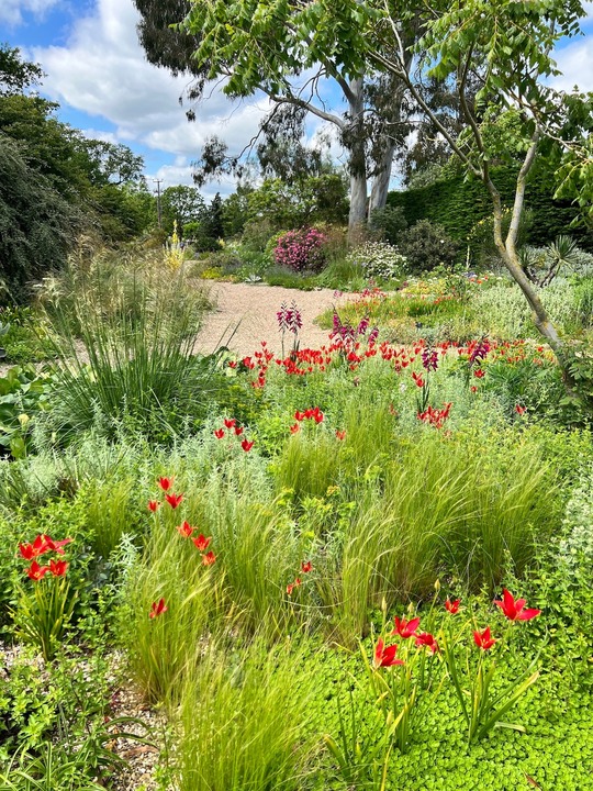 Tulipa sprengeri (DB)