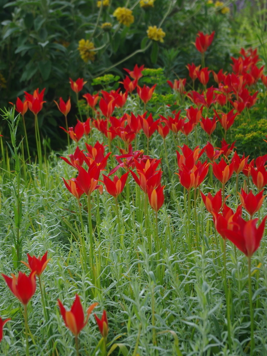 Tulipa sprengeri