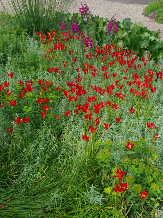 Tulipa sprengeri