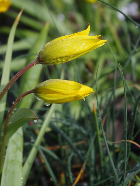 Tulipa sylvestris