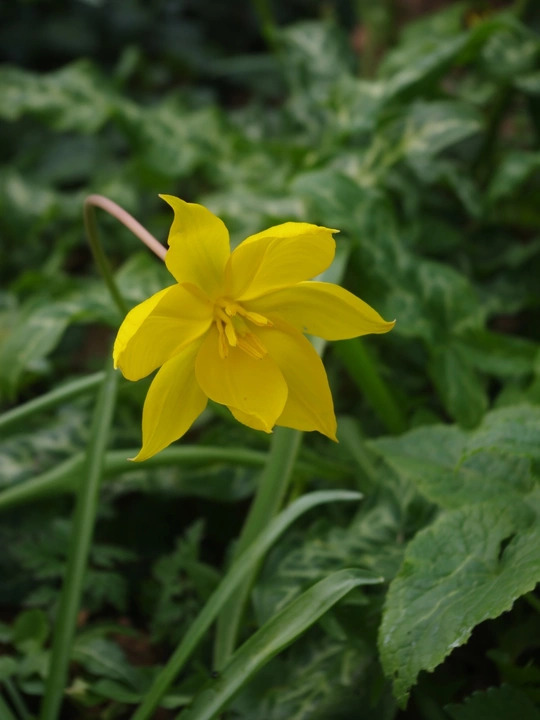 Tulipa sylvestris