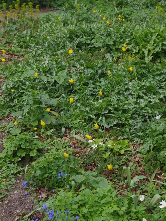 Tulipa sylvestris (5xDB)