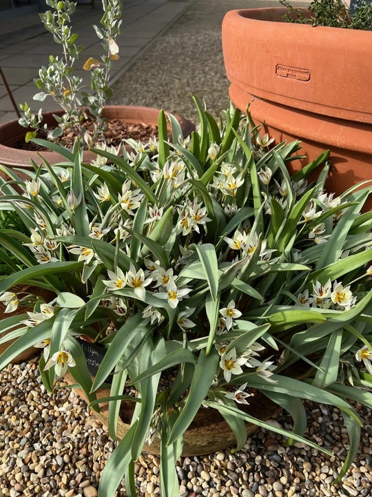 Tulipa turkestanica (5xDB)