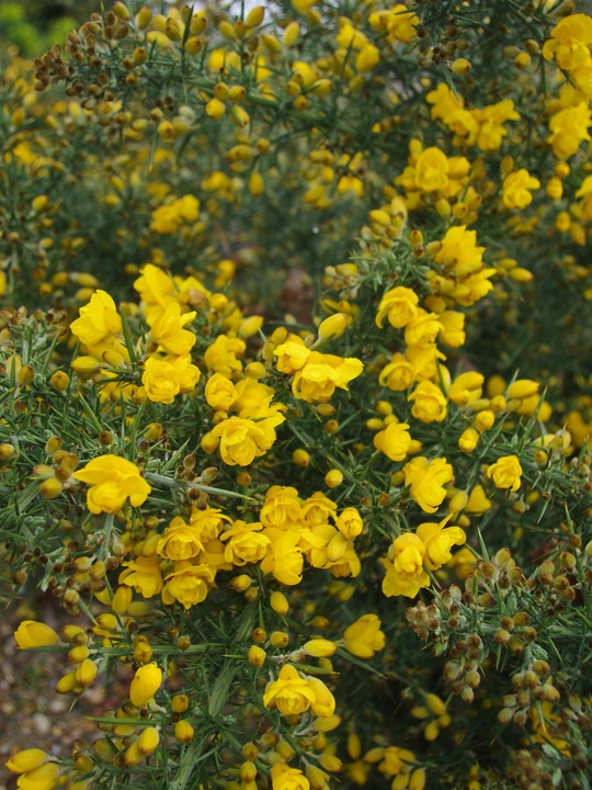 Ulex europaeus 'Flore Pleno'