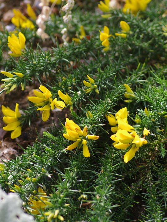 Ulex gallii 'Mizen Head'