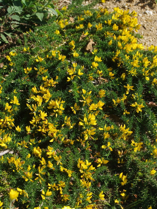 Ulex gallii 'Mizen Head'