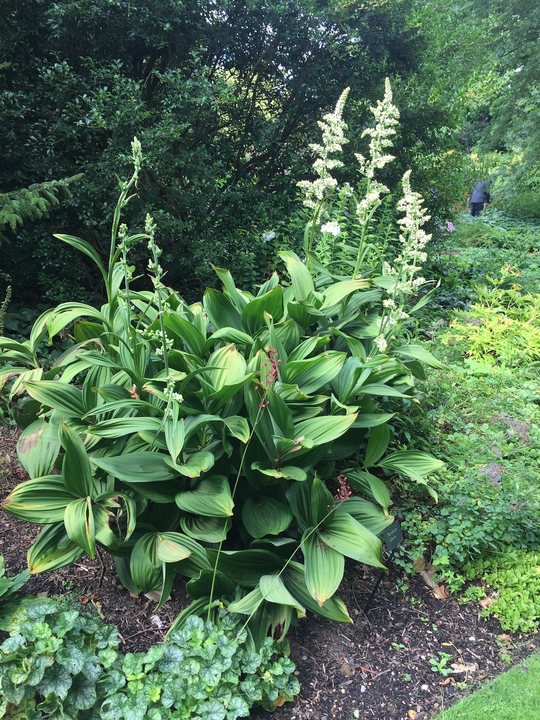 Veratrum album