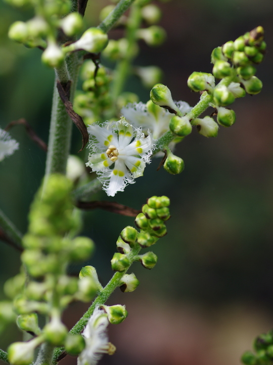 Veratrum fimbriatum