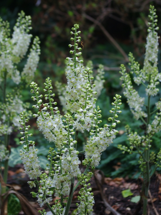 Veratrum fimbriatum