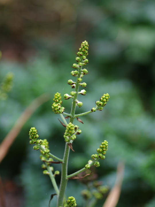 Veratrum fimbriatum