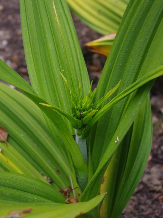 Veratrum fimbriatum