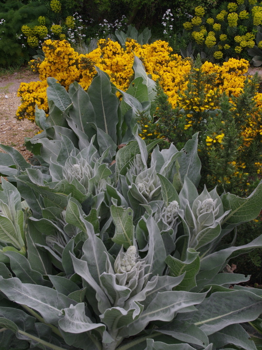 Verbascum bombyciferum