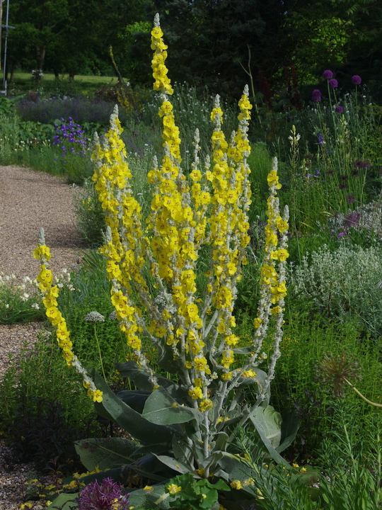 Verbascum bombyciferum