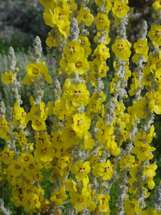 Verbascum bombyciferum