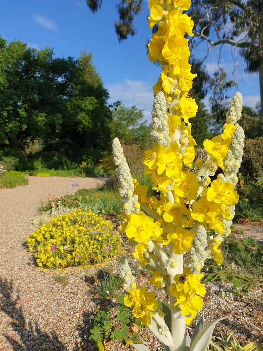 Verbascum bombyciferum