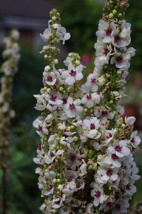 Dry Areas Verbascum Chaixii The Beth Chatto Gardens