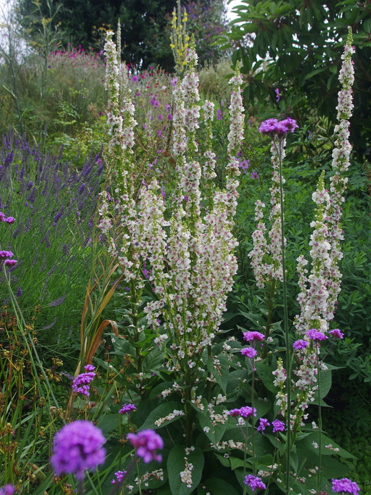 Verbascum chaixii