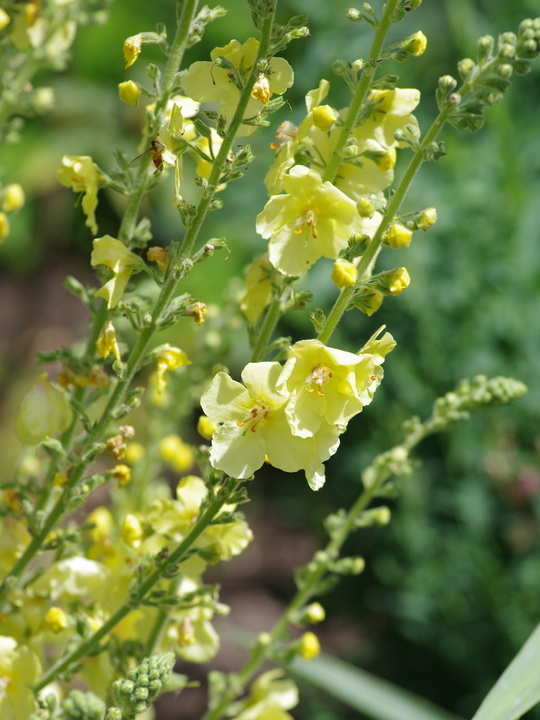 Verbascum 'Gainsborough'