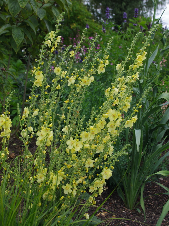 Verbascum 'Gainsborough'