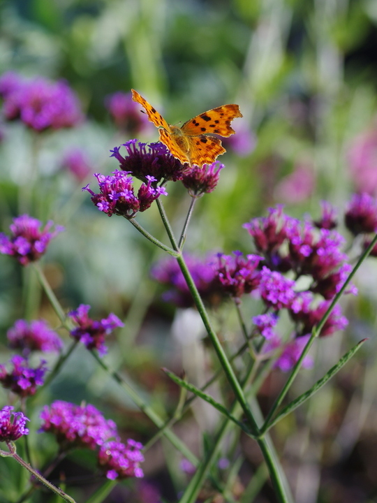 Verbena bonariensis