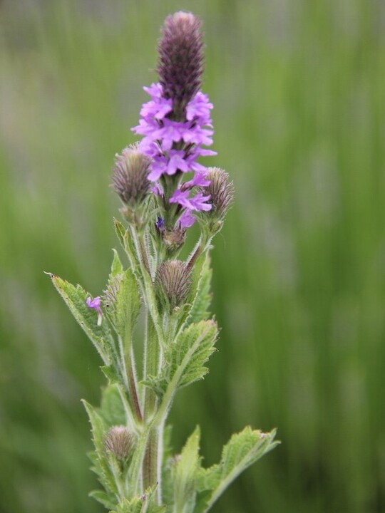 Verbena macdougalii