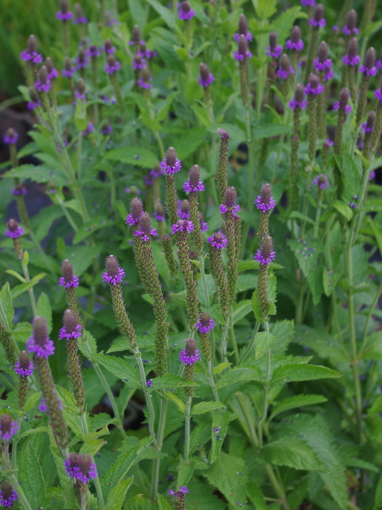Verbena macdougalii