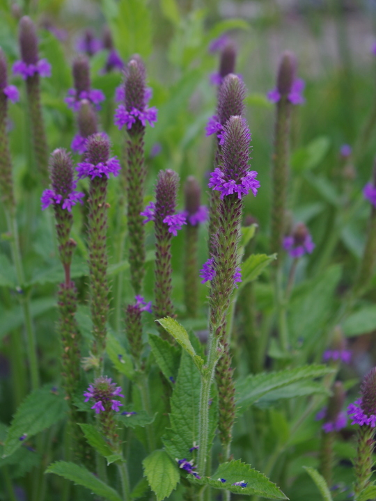 Verbena macdougalii