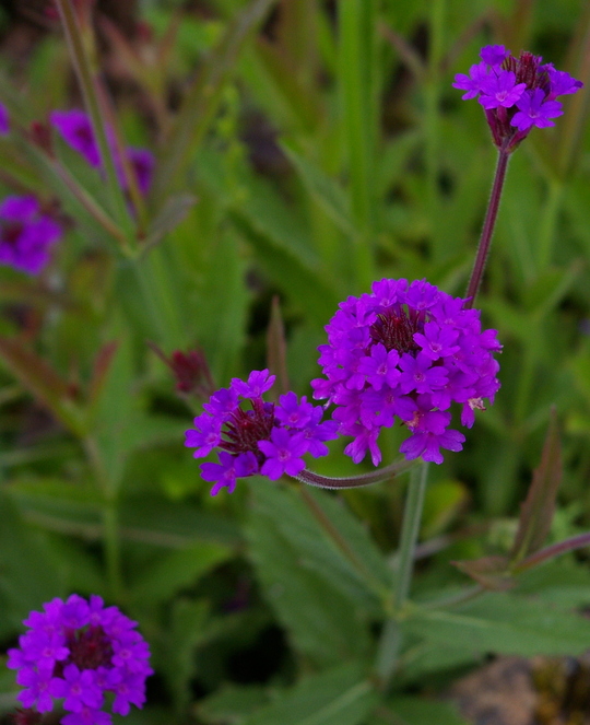 Dry Area Plants Verbena rigida The Beth Chatto Gardens