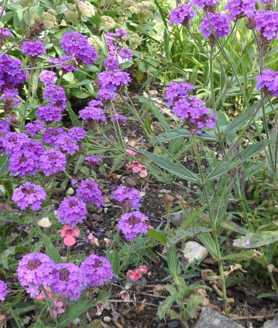 Dry Area Plants | Verbena rigida - The Beth Chatto Gardens