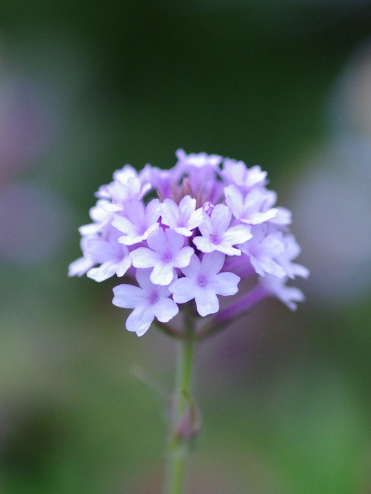 Verbena rigida f. lilacina 'Polaris'