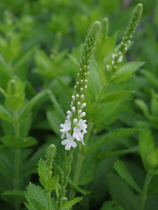 Verbena stricta white-flowered