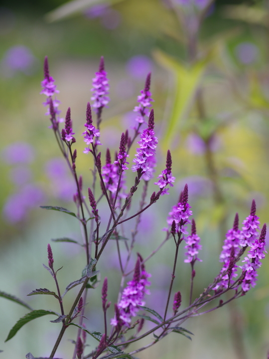 Verbena × baileyana 'Purple Haze'