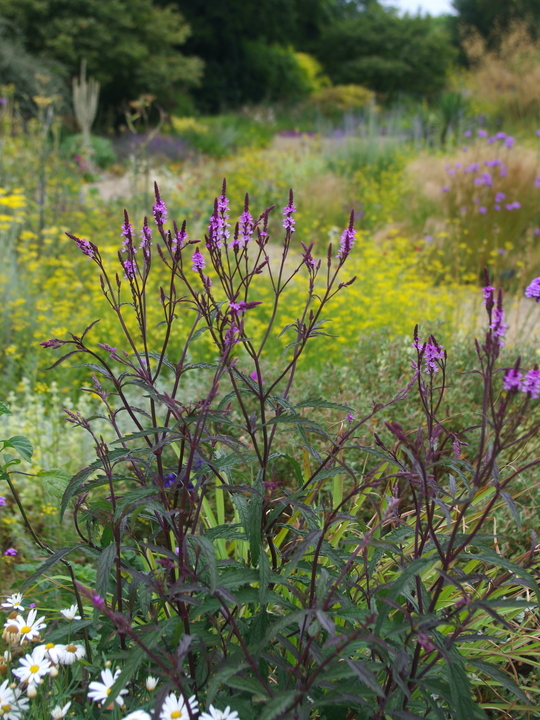 Verbena × baileyana 'Purple Haze'