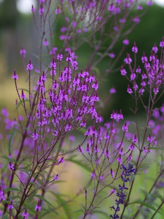 Verbena × baileyana 'Purple Haze'