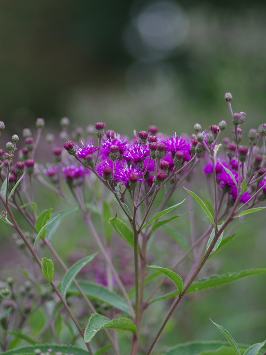 Vernonia arkansana
