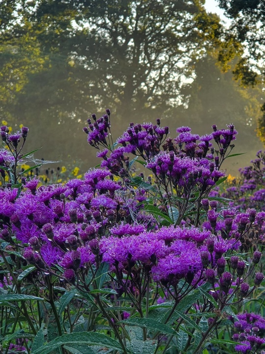 Vernonia arkansana