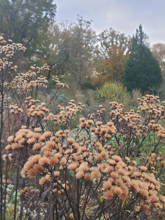 Vernonia arkansana