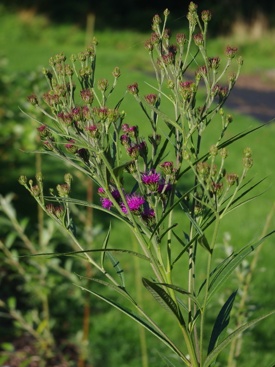 Vernonia glauca