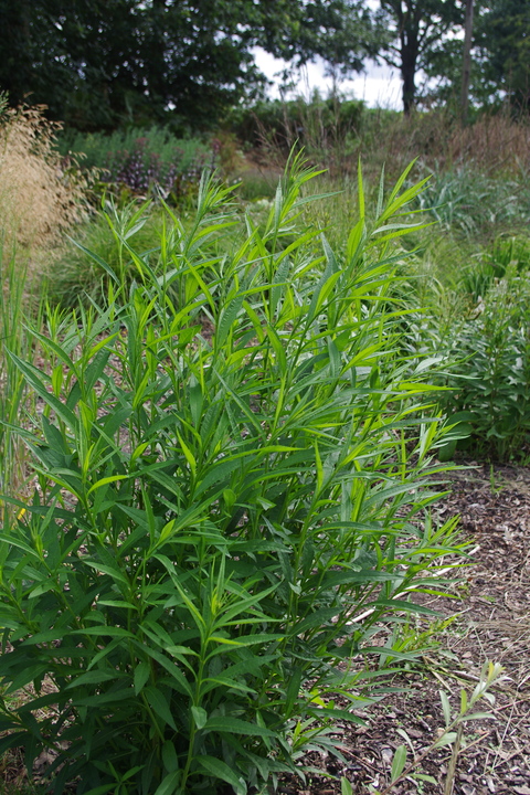 Vernonia glauca