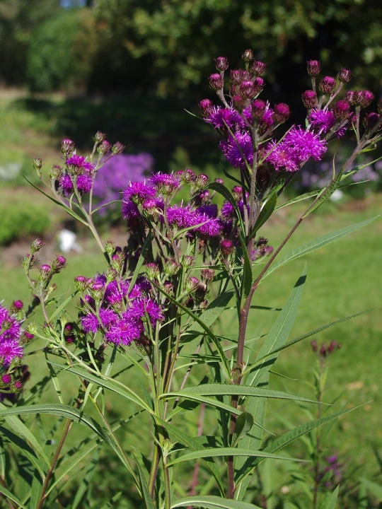 Vernonia glauca