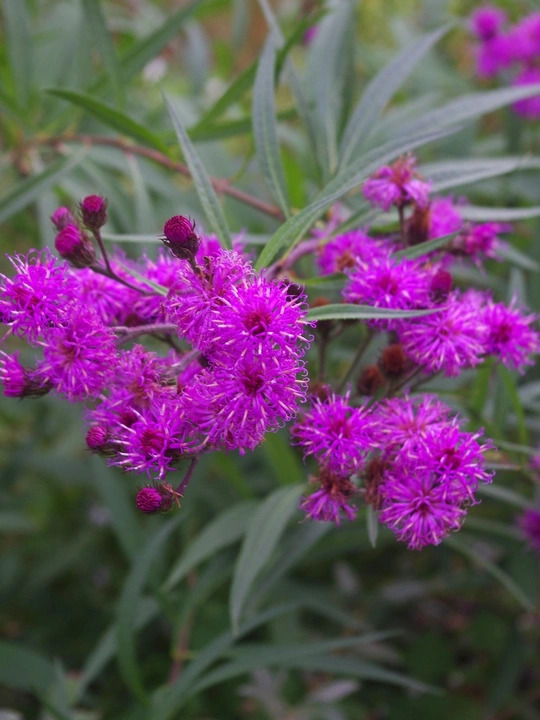 Vernonia glauca