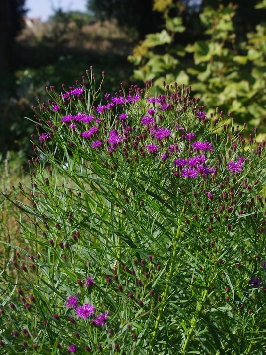 Vernonia lettermannii