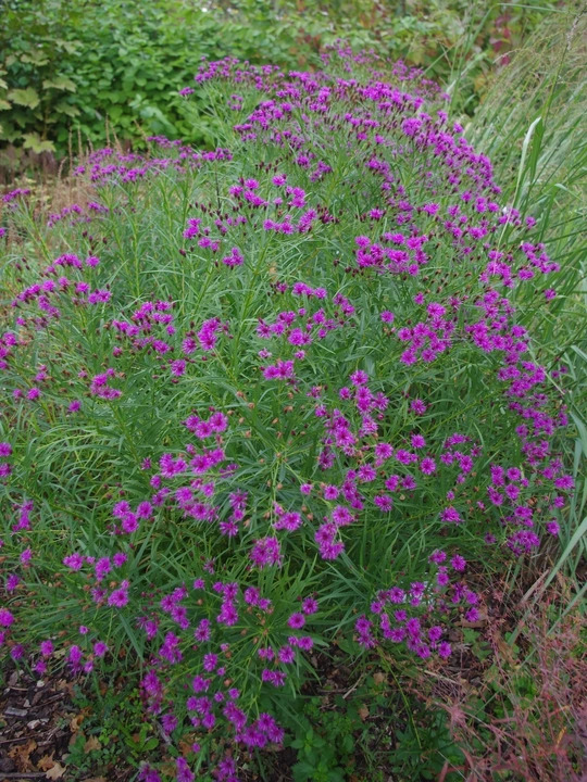 Vernonia lettermannii