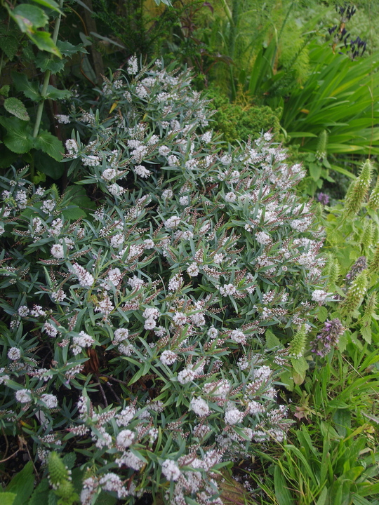 Veronica albicans Recurva Group