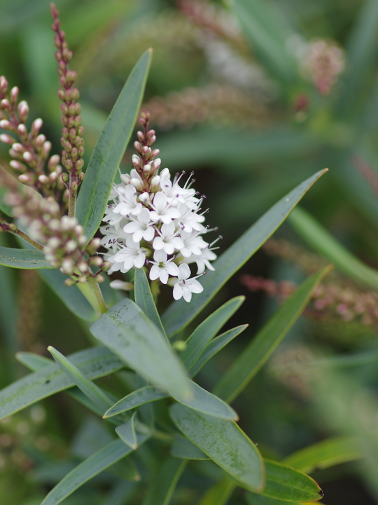 Veronica albicans Recurva Group