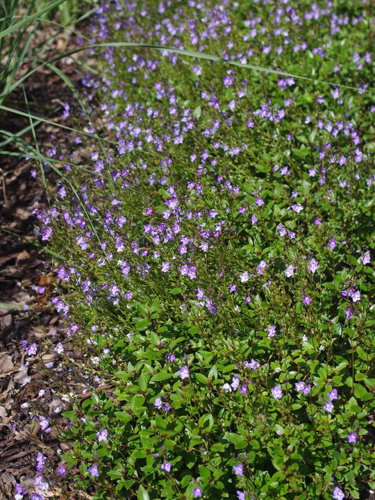 Veronica catarractae